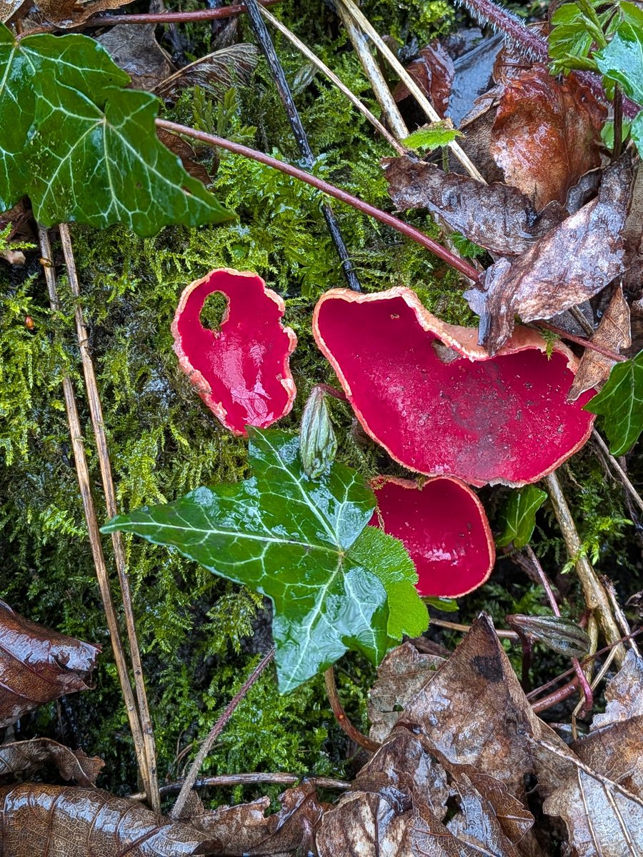 Brian Hedley tweet media