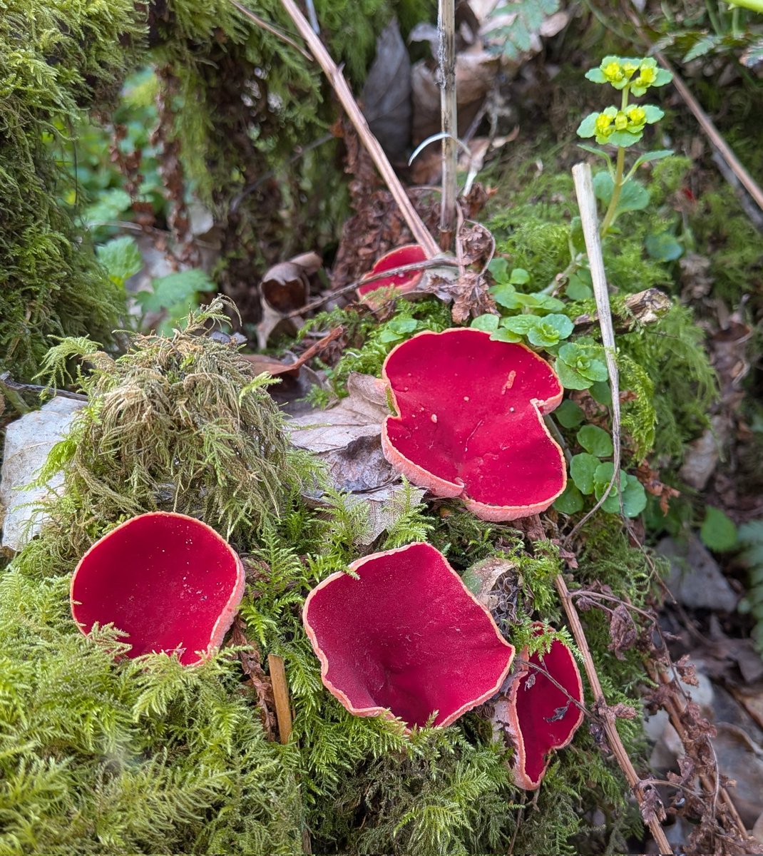 Brian Hedley tweet media