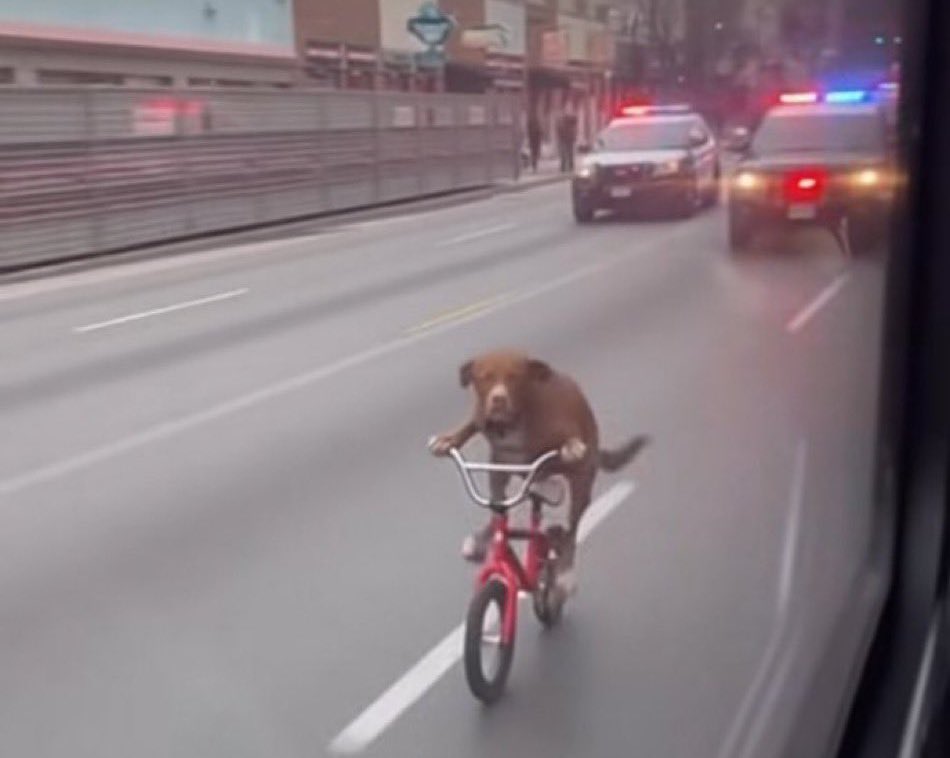 🅰️ MAD DREAM 🐐 tweet media