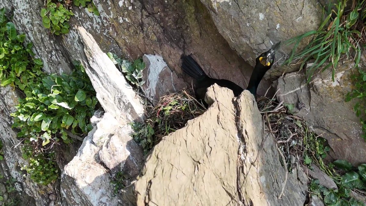 Devon Nester tweet media