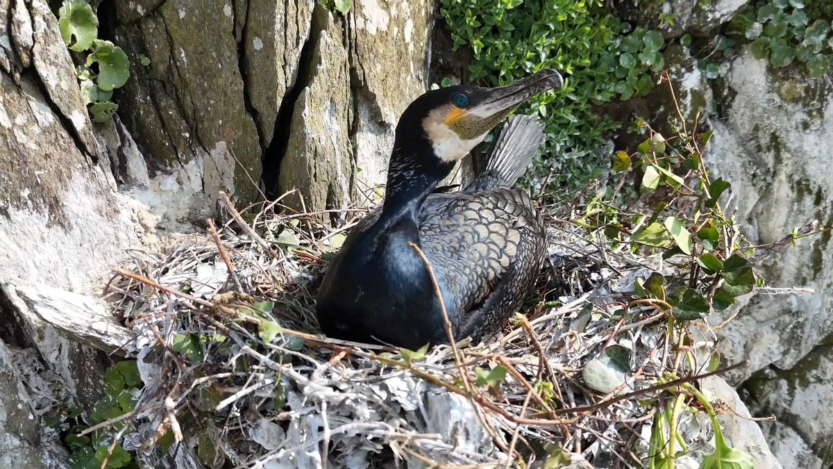 Devon Nester tweet media