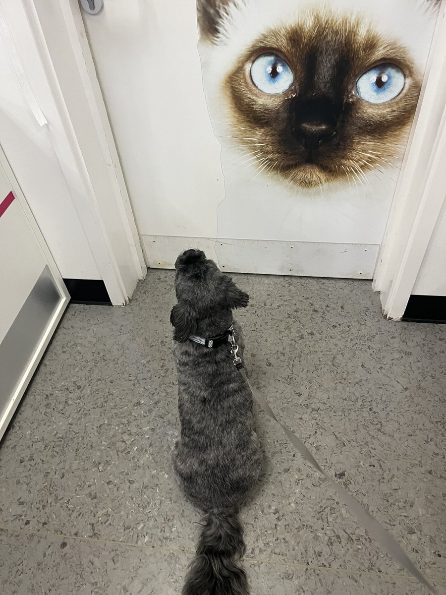 andreas nicolaou 🇨🇾🏴 tweet media