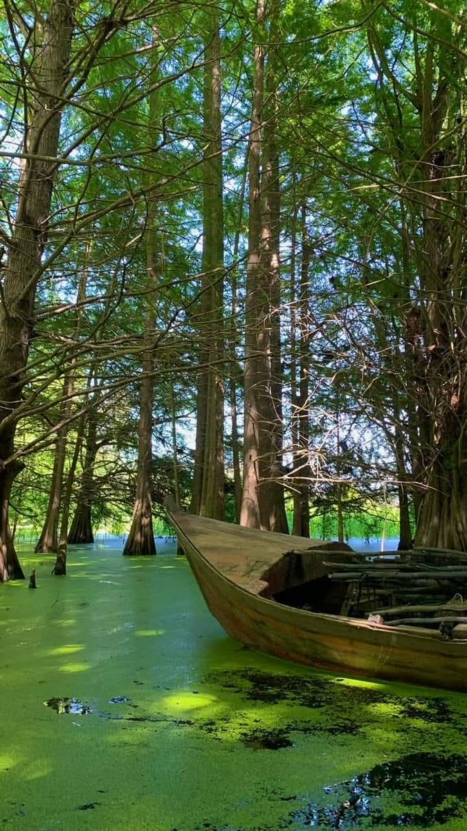 Maël Assal tweet media