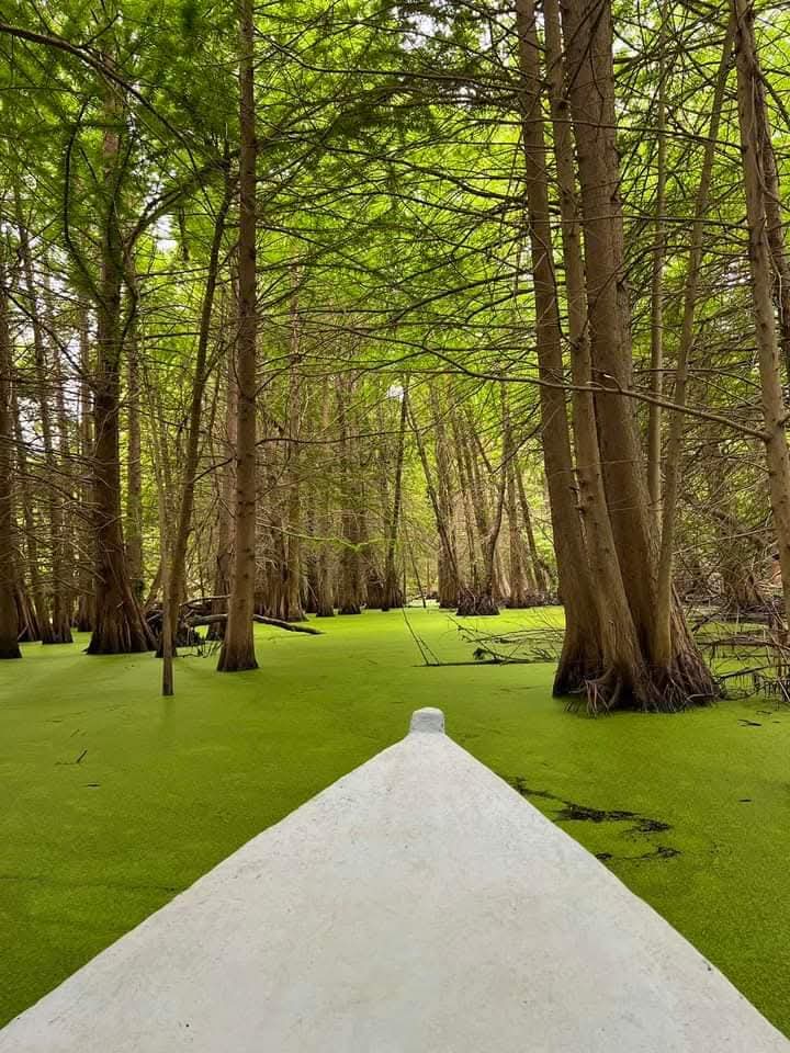 Maël Assal tweet media