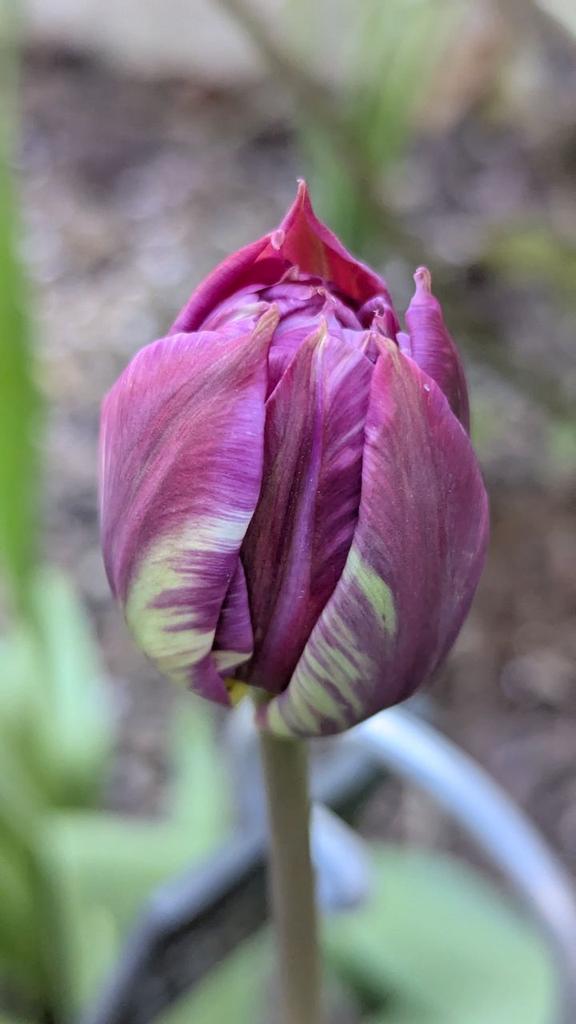 Scorpionnella7's tweet photo. 🌷🌹 Les tulipes à fleurs de lys, perroquet, classique, frangée dentelle... vous tomberez forcément sous leur charme 🌸🩷
Pour bien les conserver en bouquet, quelques astuces supplémentaires - Partie 2 sur Telegram 😊😉
#lovenature #garden #tulipe #tulipes https://t.co/NOKPauvqsi