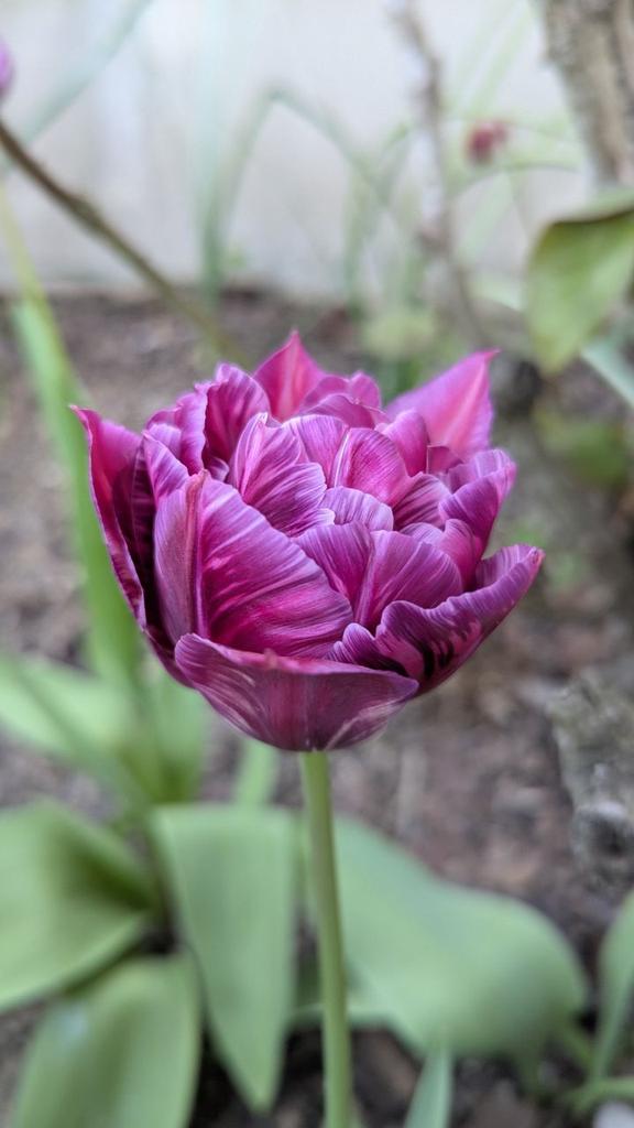 🌷🌹 Les tulipes à fleurs de lys, perroquet, classique, frangée dentelle... vous tomberez forcément sous leur charme  🌸🩷
Pour bien les conserver en bouquet, quelques astuces supplémentaires - Partie 2 sur Telegram 😊😉

#lovenature #garden #tulipe #tulipes
