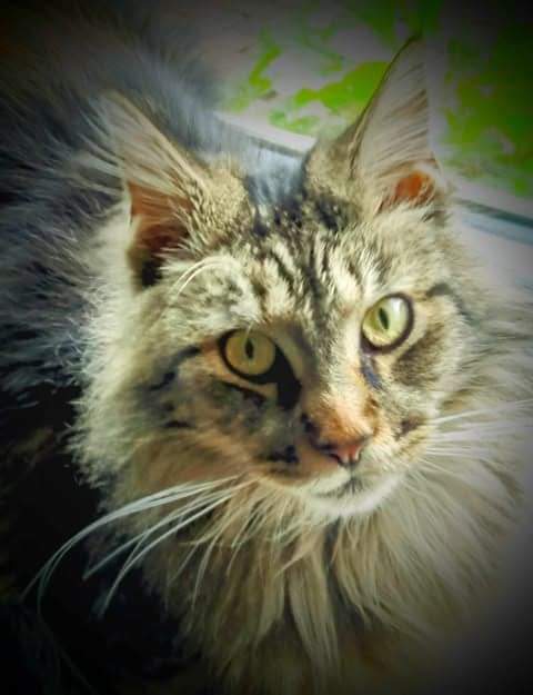 Missing Pets GB tweet media