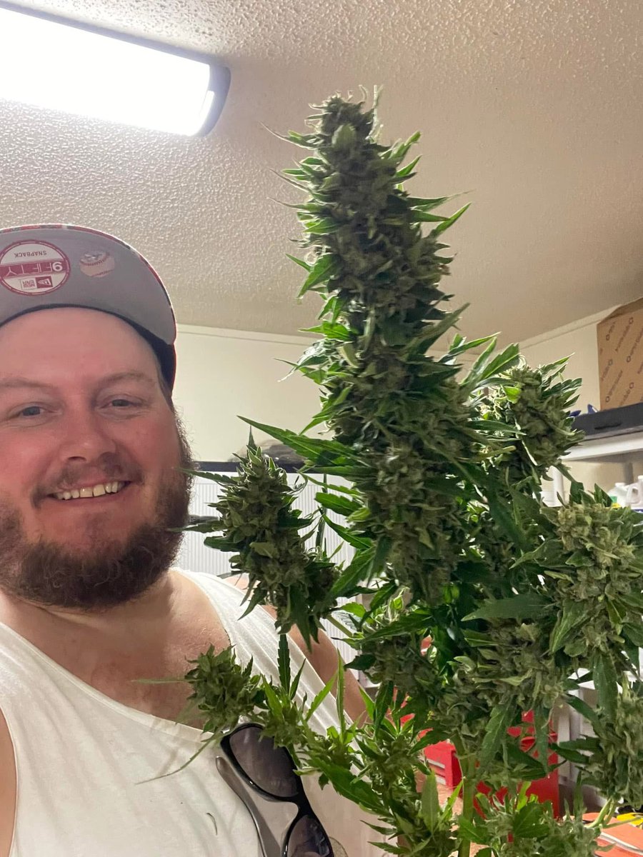 ExoticZaUS's tweet image. Be honest… how much would you pay for this? 👇💰

#Question #Weed #Value