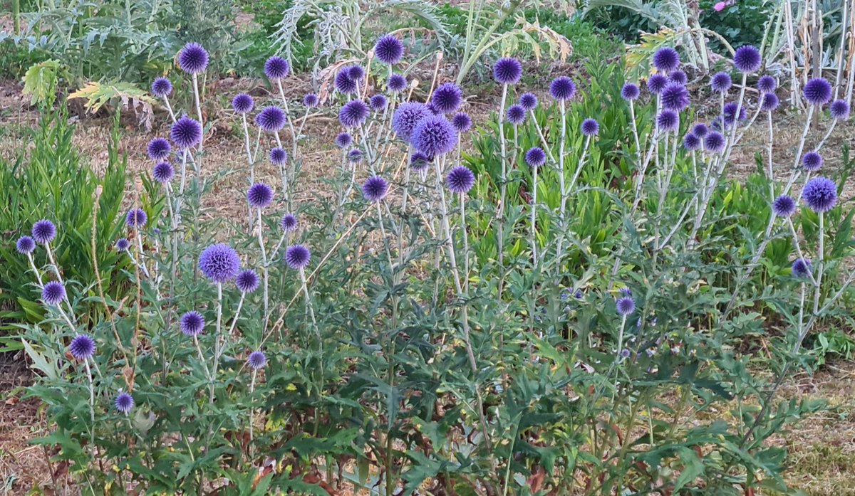 Aleksandra Stęplowska tweet media