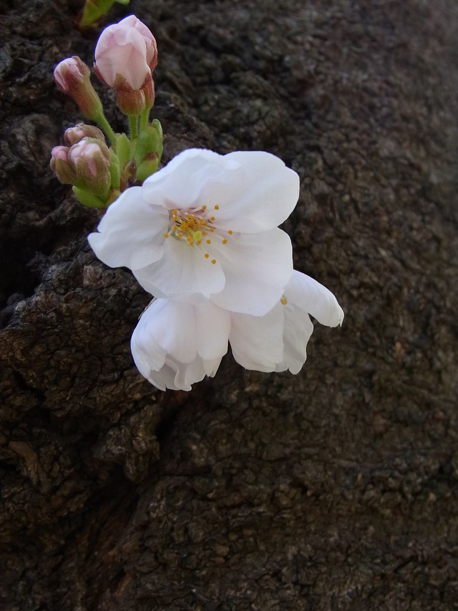 n0fr1ll5's tweet photo. @mar80549 Eid Mubarak, my friend. In Tokyo, cherry blossoms are coming out. When I found this particular flowers, I thought "Oh, there's Marah!" I didn't and don't know why, but here's a picture. These flowers are blooming out of the main trunk, without any branch. 🌸 https://t.co/CA7vvdHyjI