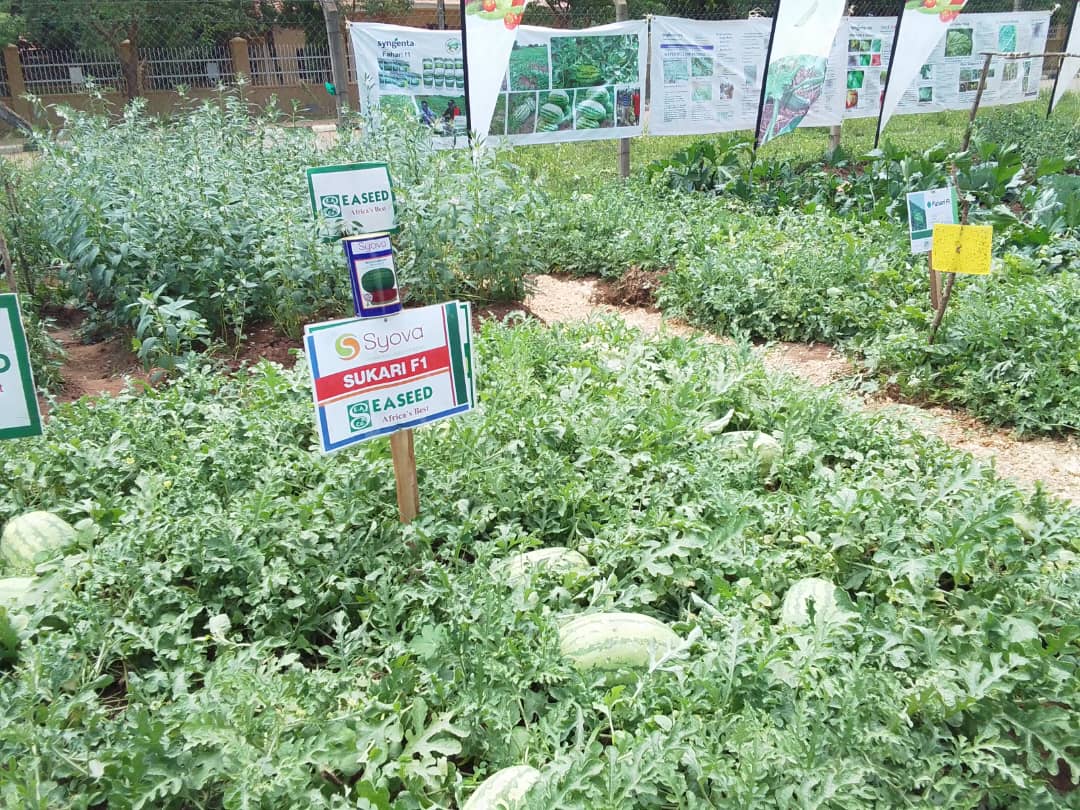 a_syova's tweet photo. Soroti is buzzing π₯π±
Day 1 of the 5th Eastern Agriculture Trade Show β done!
Top hybrids proving themselves in harsh conditions + expert training at our stall.
Donβt miss out β come see what winning looks like.
#SyovaSeedUG #AgriShow #FarmForProfit πΎ https://t.co/YCEg1d5pSC