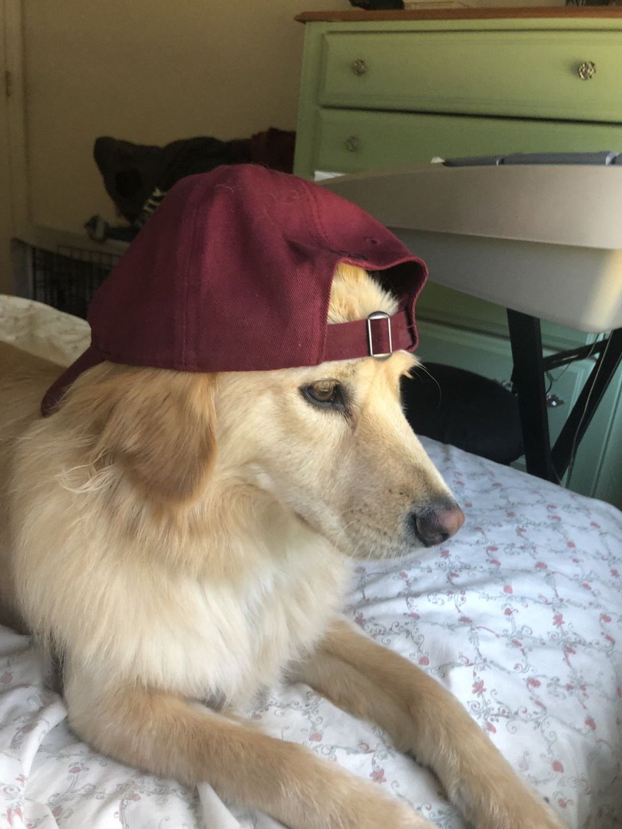 𝜗𝜚 brooke tweet media