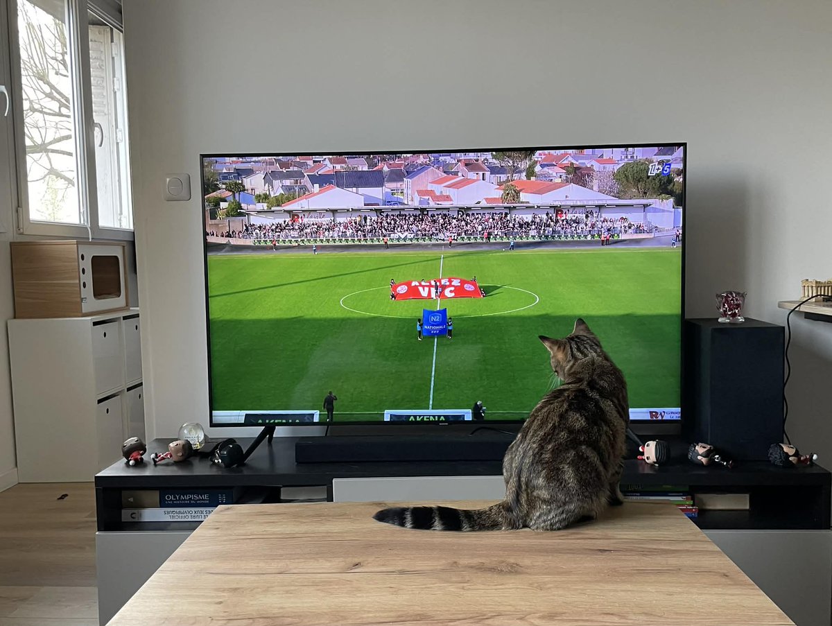 Tim 🐅 tweet media