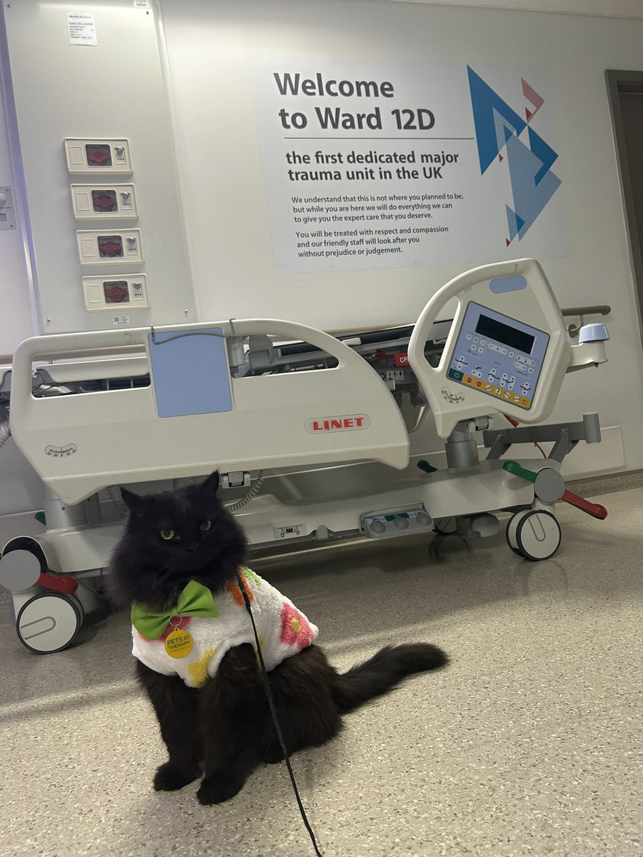 Mr.London.Meow 💙 tweet media