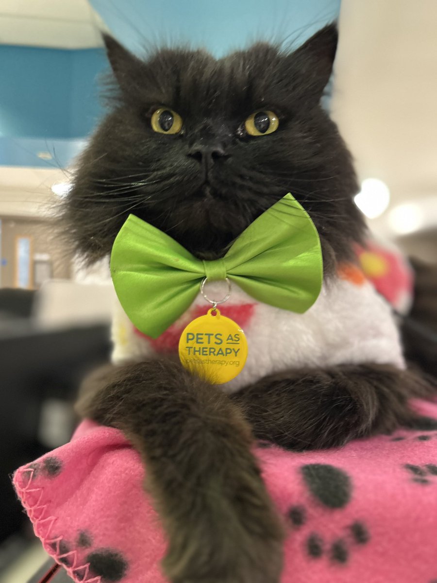 Mr.London.Meow 💙 tweet media