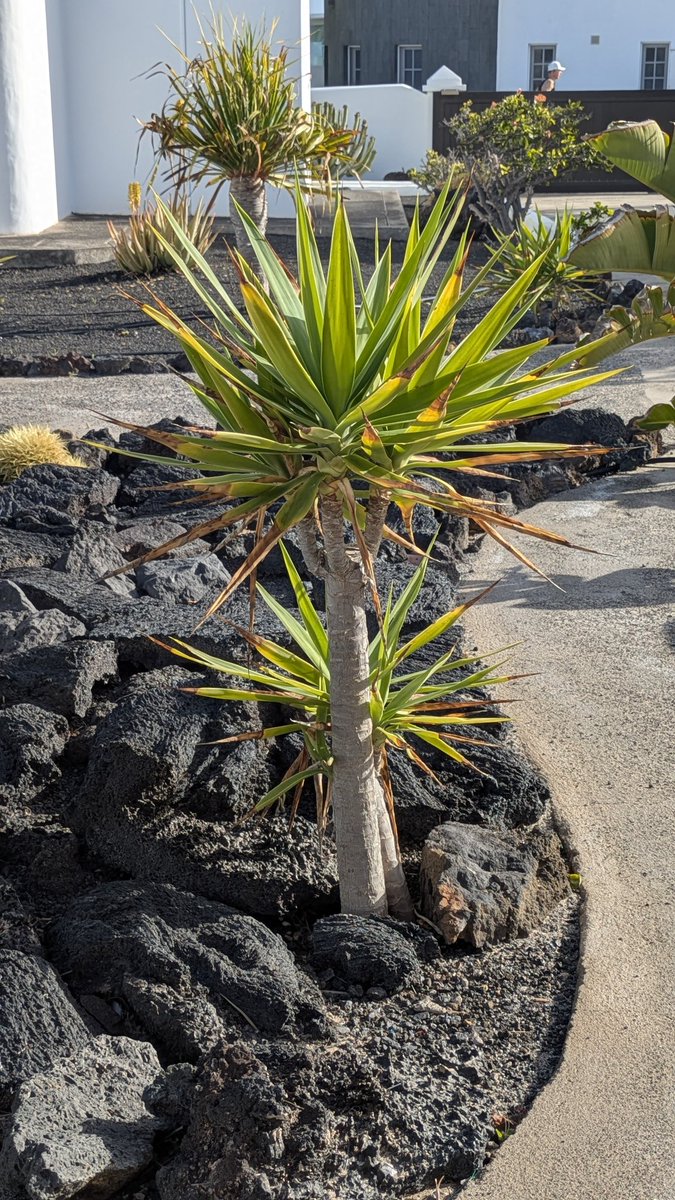 clothesfreeuk's tweet photo. Home for a week, Clothes off, Coffee bit of sunbathing...lovely ❤️
#charcodelpalo #lanzarote #clothesfreeliving #naturist #naturalmale #naturism #windy  #naturalhumanbeing #naked #nude #bare #aunatural #clothesfree #jointhenaturistway #beatstress #bettermentalhealth #positivity https://t.co/vpprqOpKeD