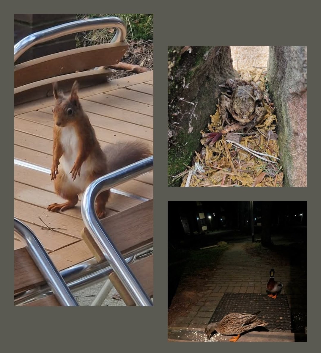 Samantha Tonge Author tweet media