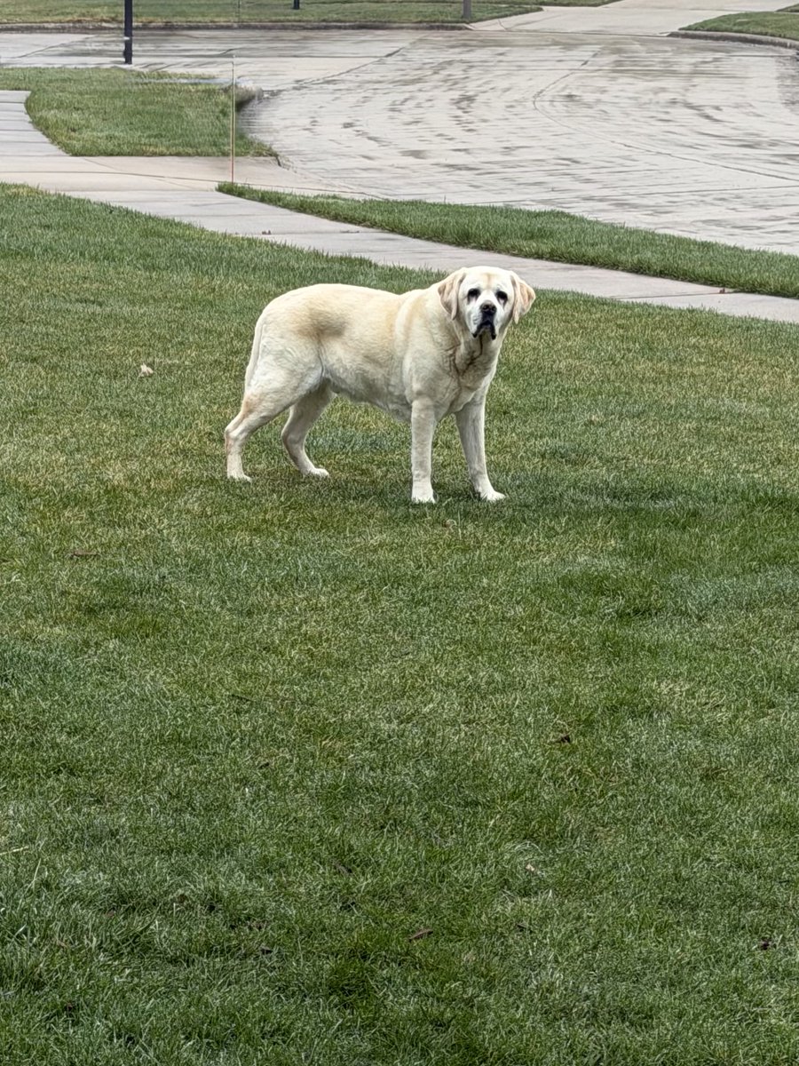 xvermonter61's tweet photo. Not the nicest day, but it’s the weekend and I found a stick! 🤗#DogsofTwitter #SaturdayVibe #StickDog https://t.co/IdRfAga8XG