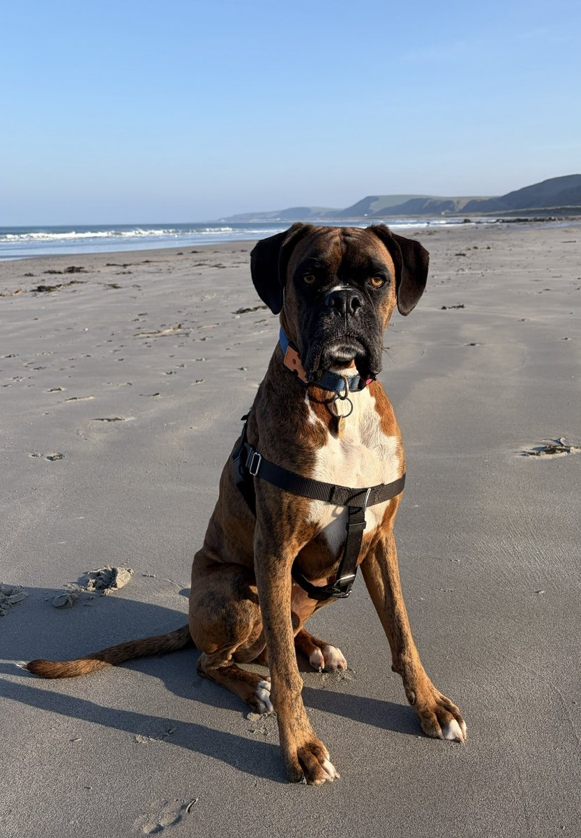 Becks Boxer tweet media