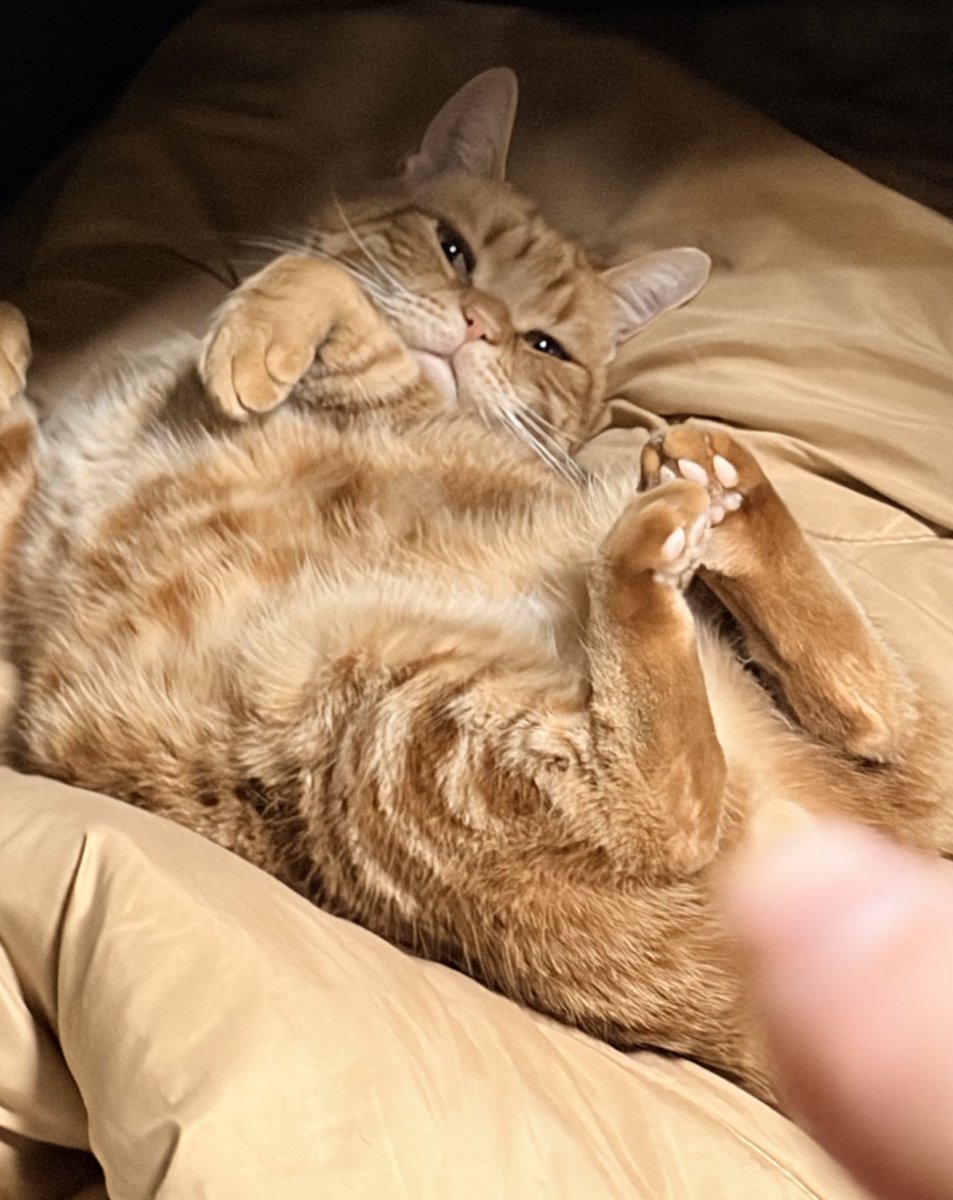 ねこちあ tweet media