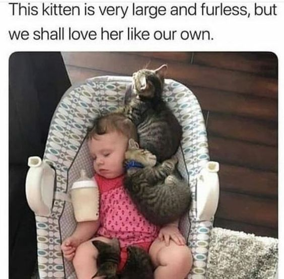 WholesomeMemes tweet media