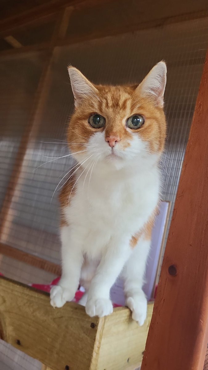 Kathryn CJ Hall 📚 tweet media