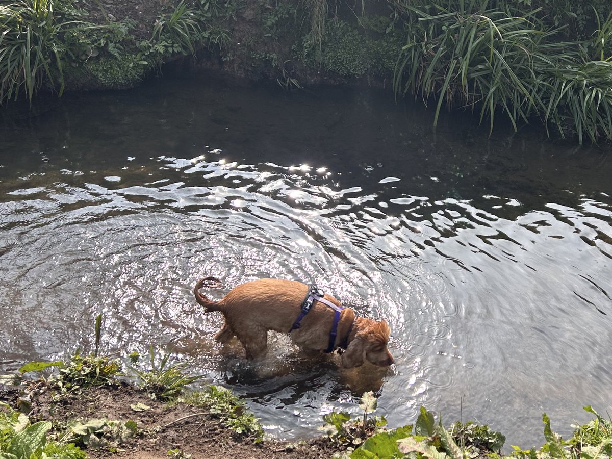 Ginny McGinFace 🐾🌻🇺🇦 tweet media