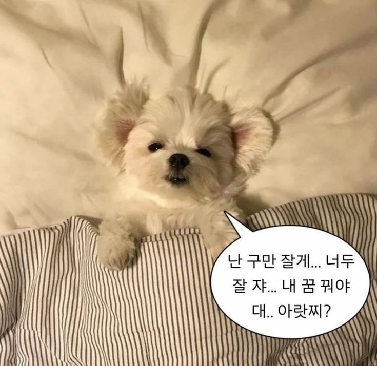 도토리 tweet media