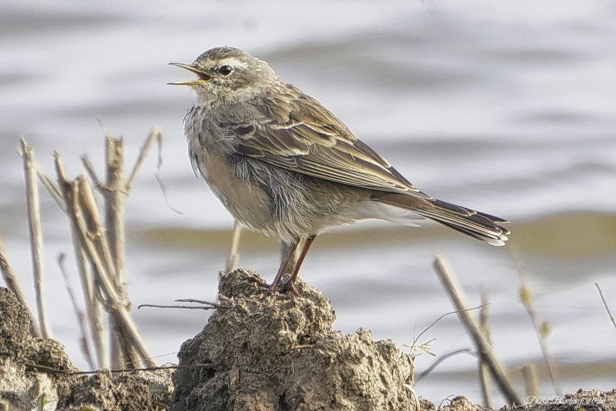 David Borderick tweet media