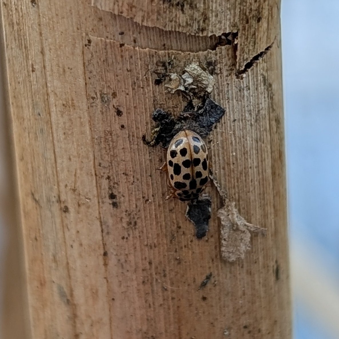 James Common tweet media