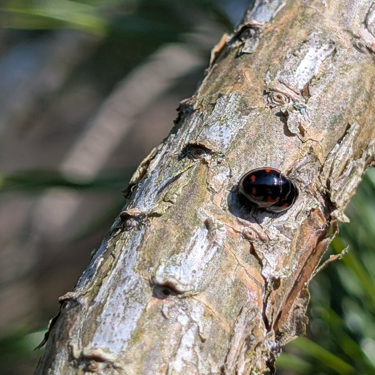 James Common tweet media