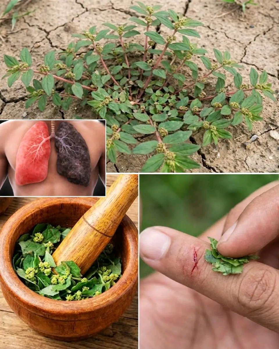 Herbalisque tweet media