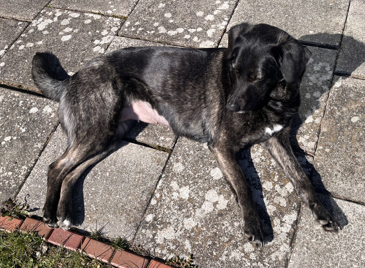 Emmi 🐕🦺 tweet media