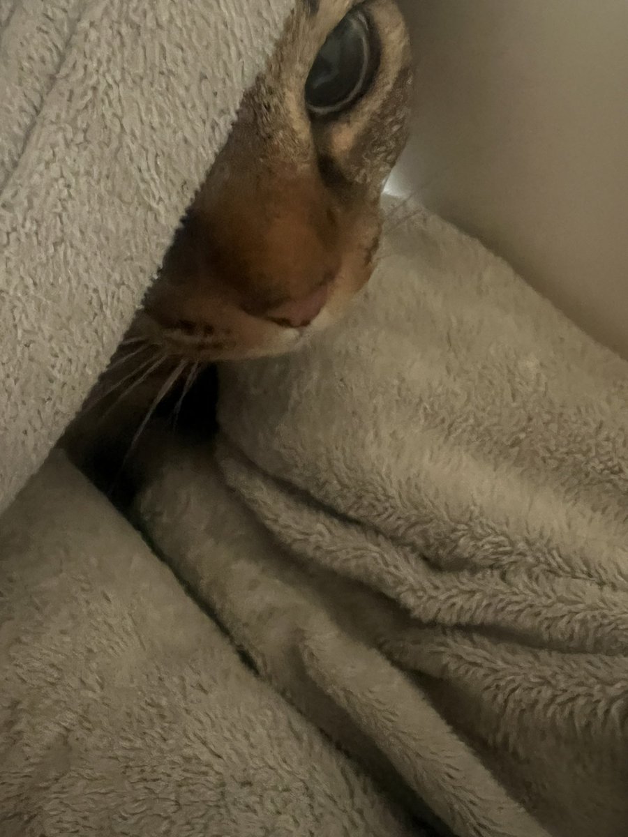 れぷちんのさぶ tweet media