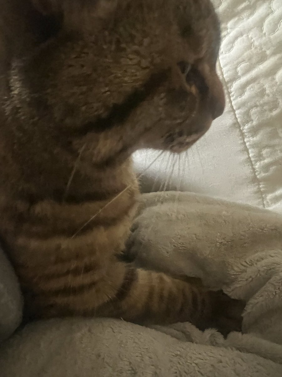 れぷちんのさぶ tweet media