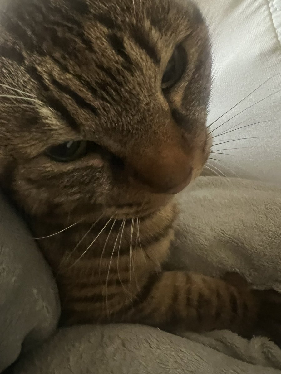 れぷちんのさぶ tweet media