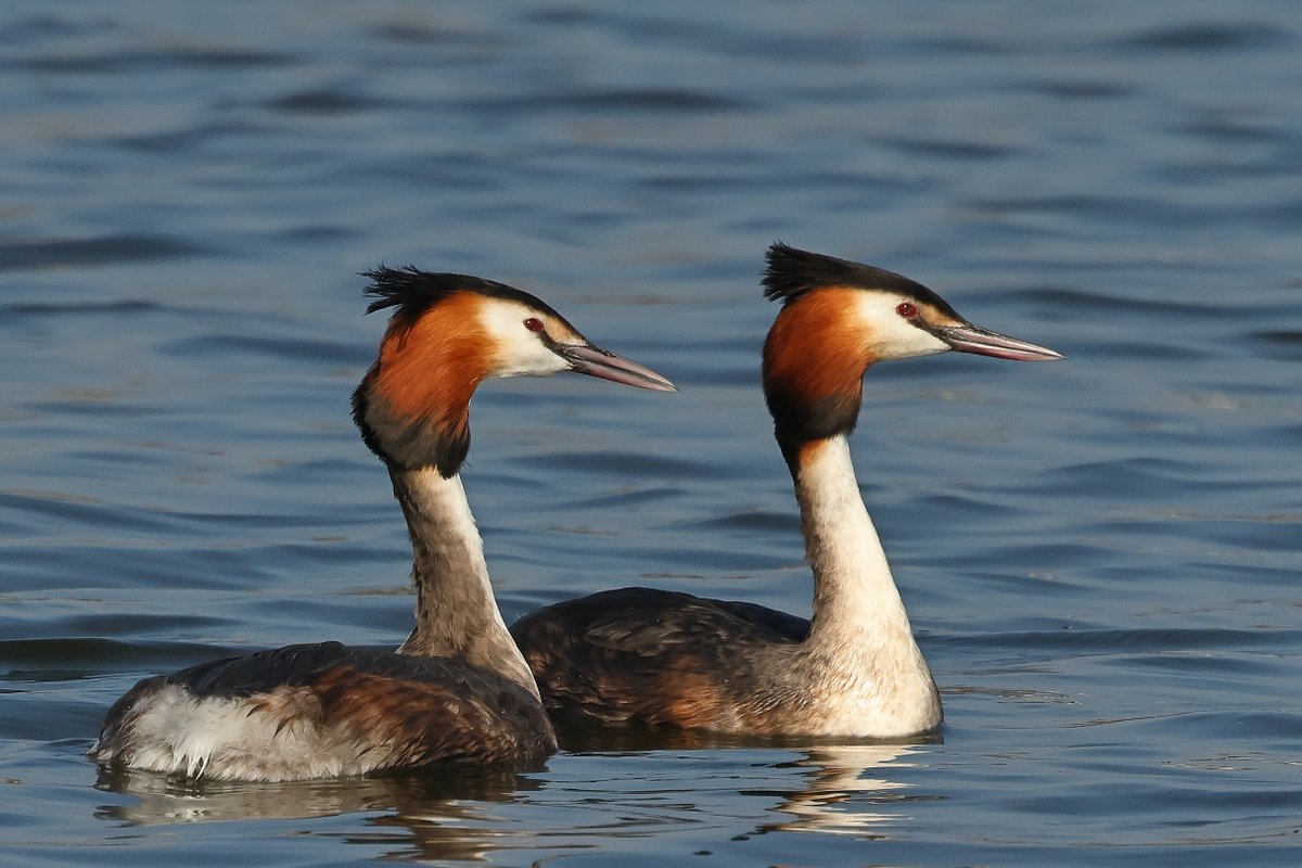 davyfullerton. tweet media