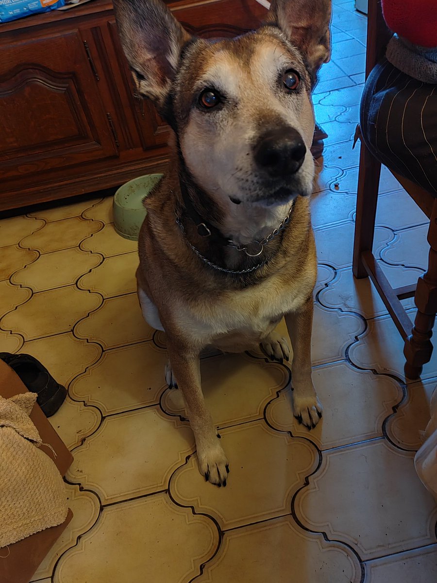 Marmotte Queen FABOU Twin du Nord 😜 tweet media