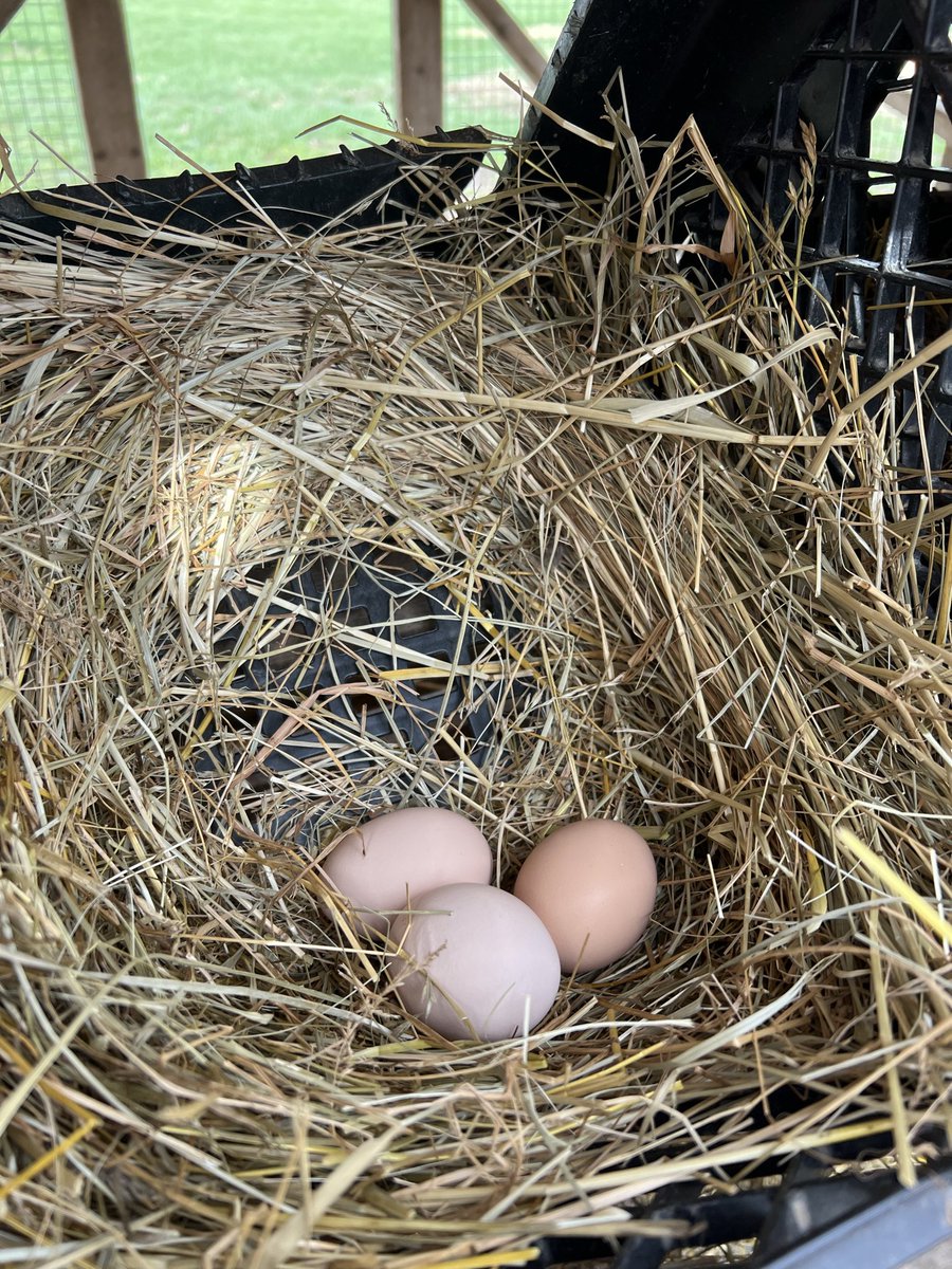 Mathew with Cottage Pastures tweet media