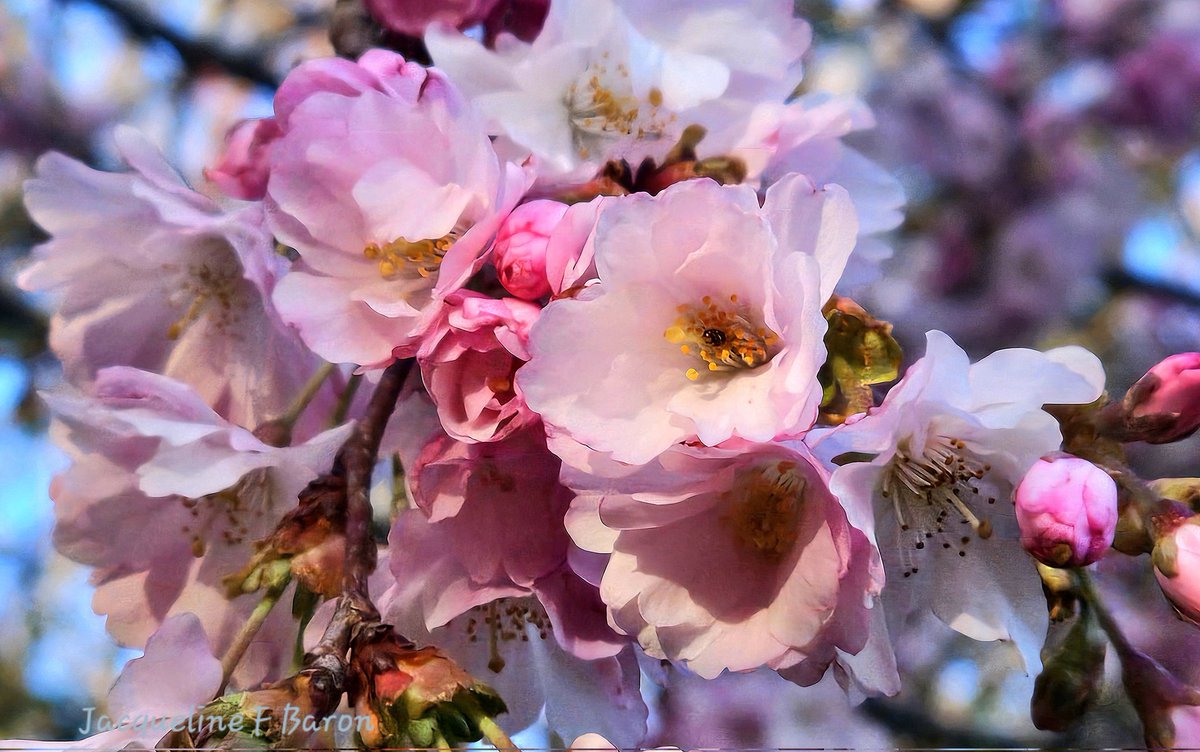 Jacqueline F Baron tweet media