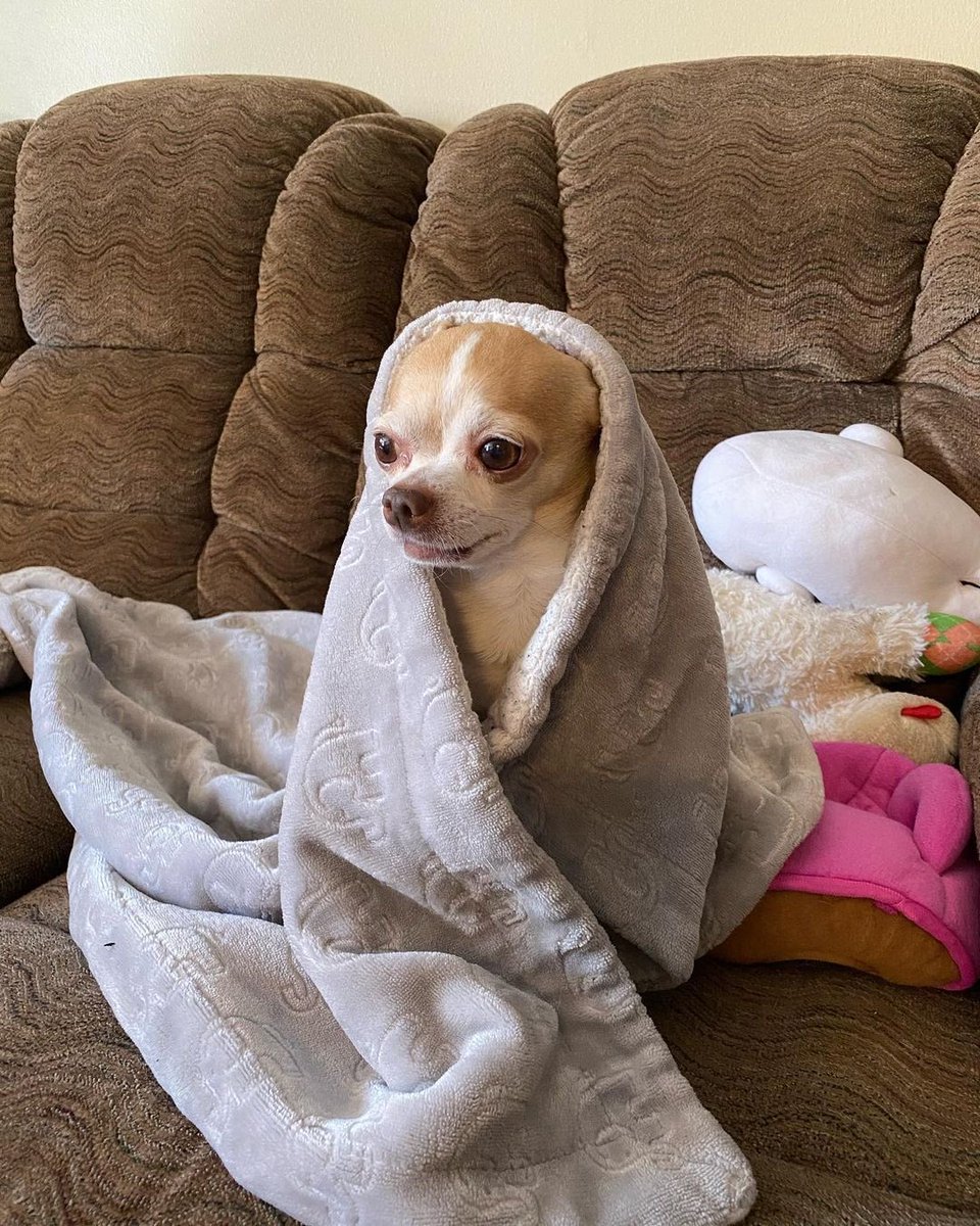 DonQuixote 🦍🐢TalibJO 🚬🇬🇭🇹🇬🇳🇬🇧🇫🪐🍼🍼🛐 tweet media