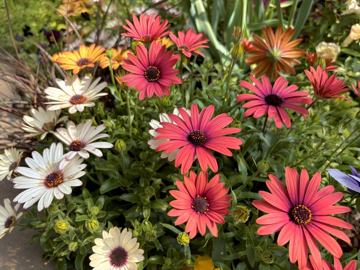 𝐿𝒾𝓈𝒶 𝐵𝑜𝓌𝓂𝒶𝓃 tweet media