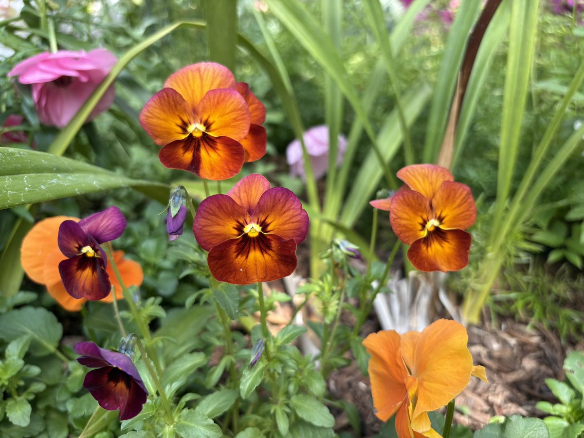 𝐿𝒾𝓈𝒶 𝐵𝑜𝓌𝓂𝒶𝓃 tweet media