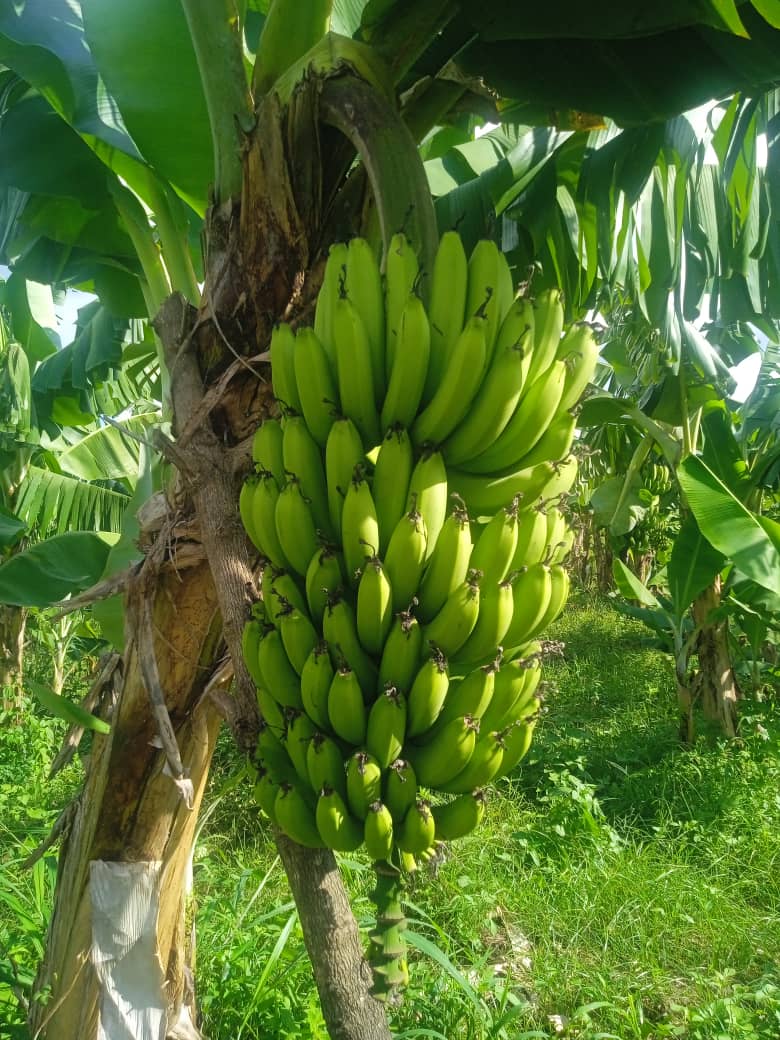 koMa awa😏 tweet media