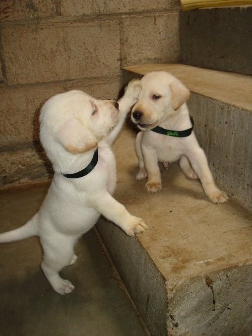 SiliGremlin tweet media