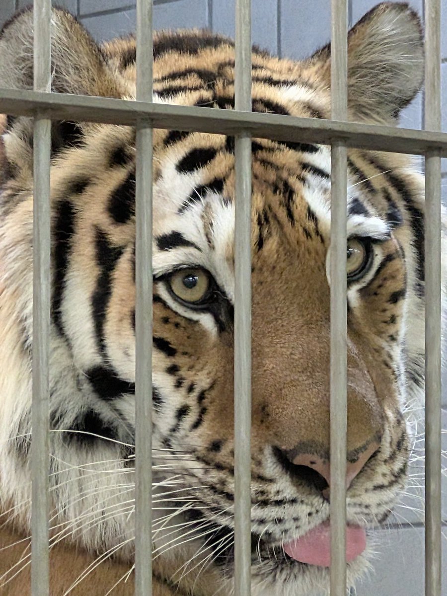 こむぎまる tweet media