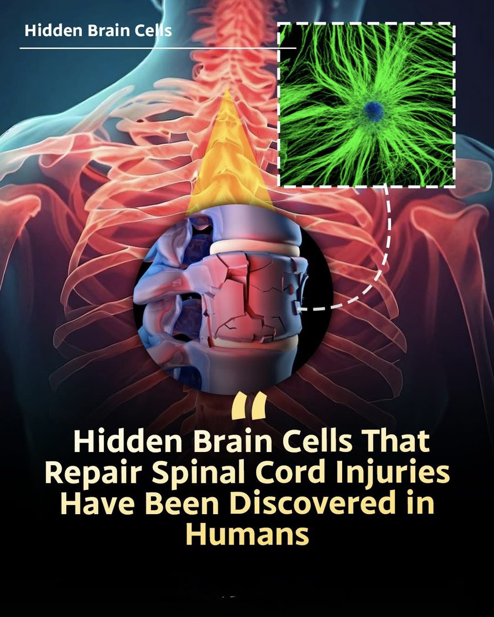 Spinal Column Healing Rifles 🧠 Hidden Cells Could Unlock Spinal Cord Healing Scientists discovered ...