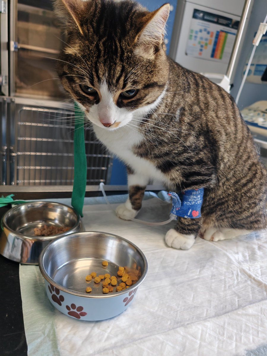 🍞🖤 Dr. Rehkpe 🤍🍞 | Musique et Maquette tweet media