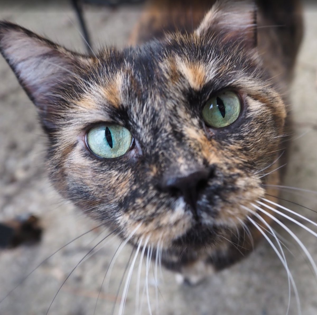 PROCorrin 🌽 🐉 tweet media