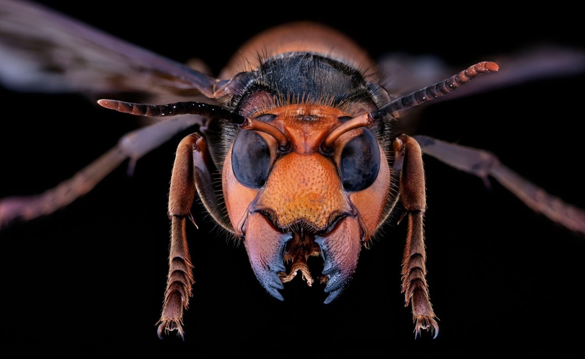 Old School Eddie tweet media